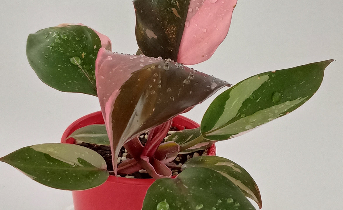 Pink Princess Philodendron