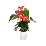 Anthurium