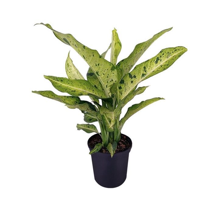 Dieffenbachia Camouflage