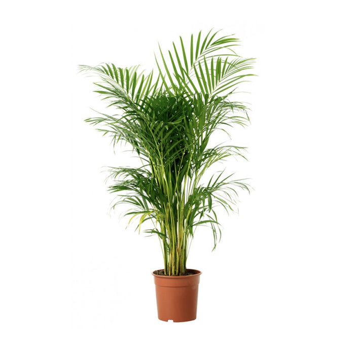 Golden Cane Palm