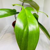 Philodendron 'Florida Ghost' - Green