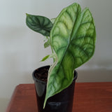 Alocasia ‘Dragon Scale’