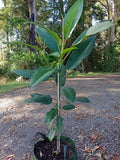 Ficus Rubiginosa - Advanced Trees in 45L bags