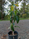 Mango Trees - Grafted