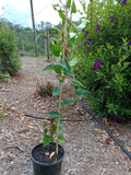 Mango Trees - Grafted