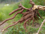 Cassava