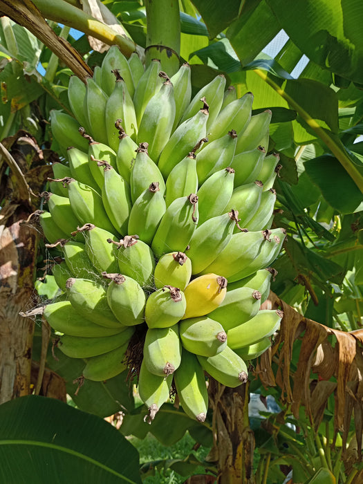 Sri Lankan Ambul Bananas