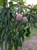 Mango Trees - Grafted