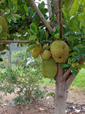 Jackfruit (Ripe and cooking)