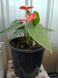 Anthurium