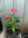 Anthurium