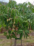 Mango Trees - Grafted