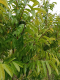 Soursop