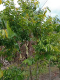 Soursop