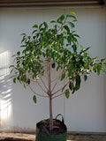 Ficus Watkinsinia (Advanced Trees)