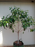 Ficus Watkinsinia (Advanced Trees)