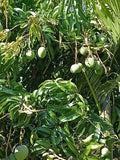 Mango Trees - Grafted