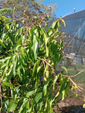 Mango Trees - Grafted