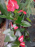 Anthurium