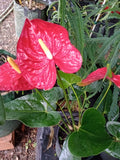 Anthurium