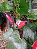 Anthurium