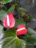 Anthurium