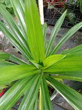 Pandan Plant