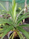 Pandan Plant