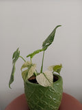 Monstera Deliciosa Mint variegated