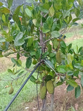 Jackfruit (Ripe and cooking)