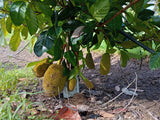 Jackfruit (Ripe and cooking)