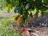 Jackfruit