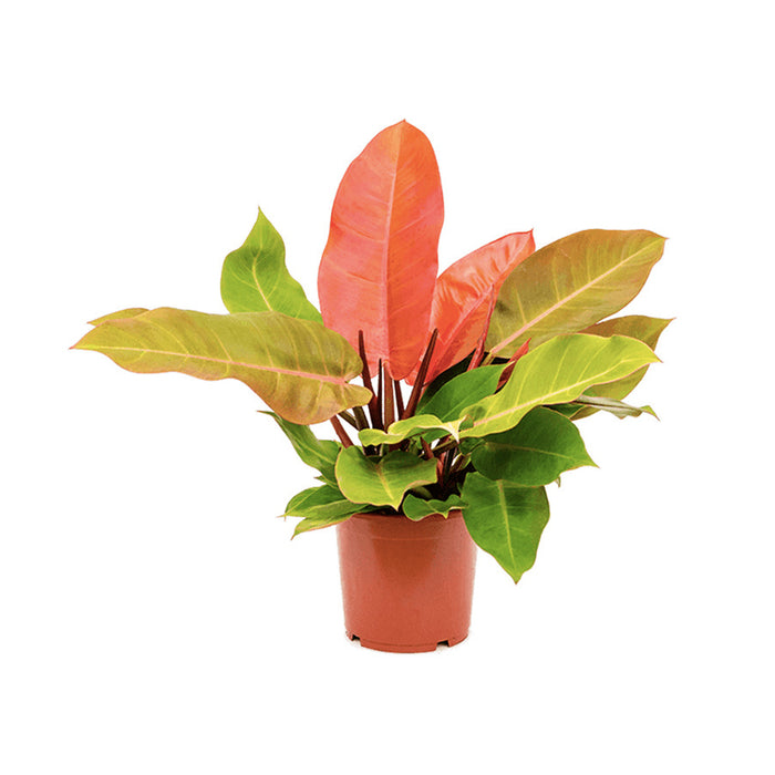 Philodendron 'Prince of Orange'