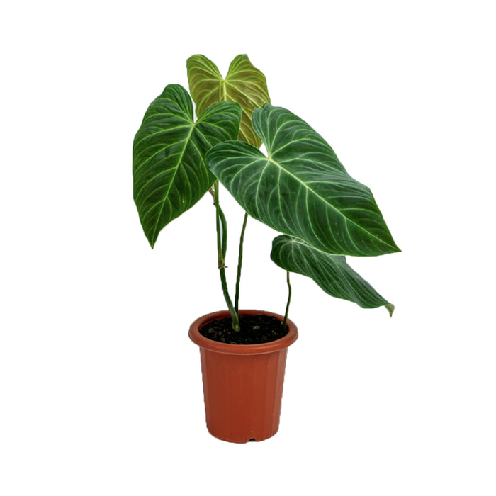 Philodendron 'Splendid'