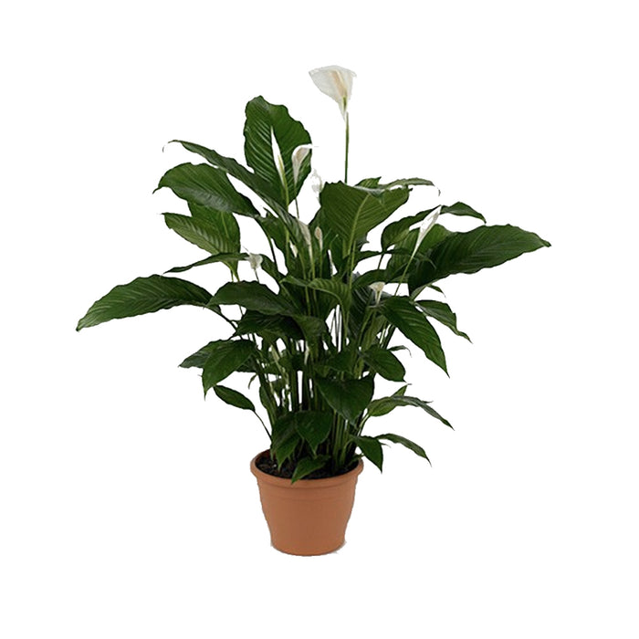 Spathiphyllum Sebastiano (Peace Lily)