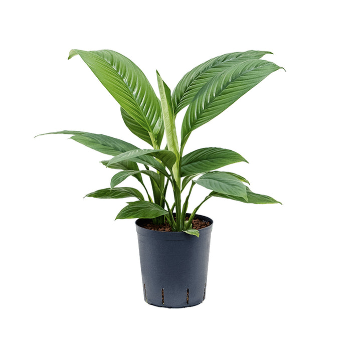 Spathiphyllum Sensation (Sensation Peace Lily)